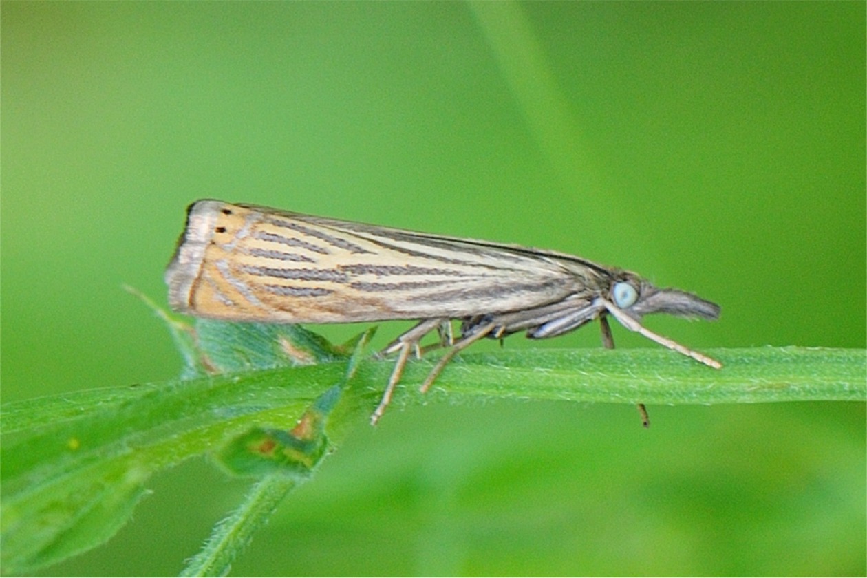 Chrysoteuchia culmella