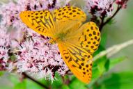 Argynnis paphia