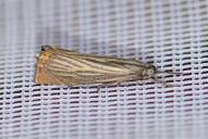 Chrysoteuchia culmella