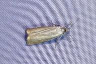 Chrysoteuchia culmella