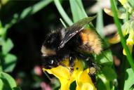 Bombus monticola ssp. alpestris(♀)