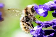 Bombus monticola ssp. alpestris(♂)