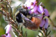 Bombus monticola ssp. alpestris(♀)