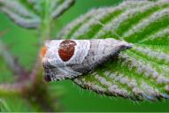 Notocelia uddmanniana