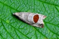 Notocelia uddmanniana