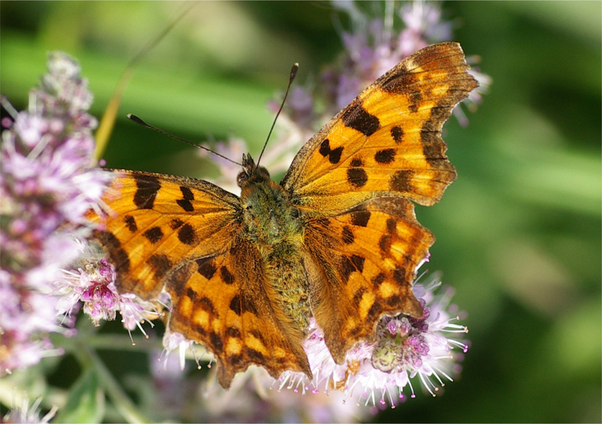 Polygonia c-album