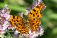 Polygonia c-album