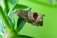 Notocelia uddmanniana