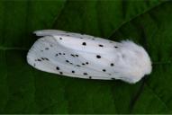 Spilosoma lubricipeda