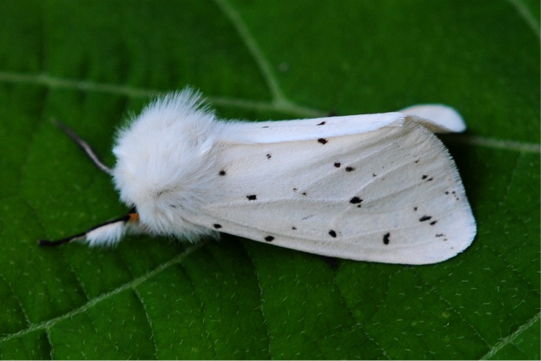 Spilosoma lubricipeda