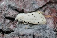 Spilosoma lubricipeda