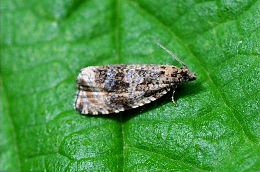 Celypha (Syricoris) lacunana