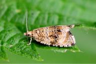 Celypha (Syricoris) lacunana