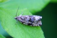 Celypha (Syricoris) lacunana