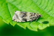 Celypha (Syricoris) lacunana