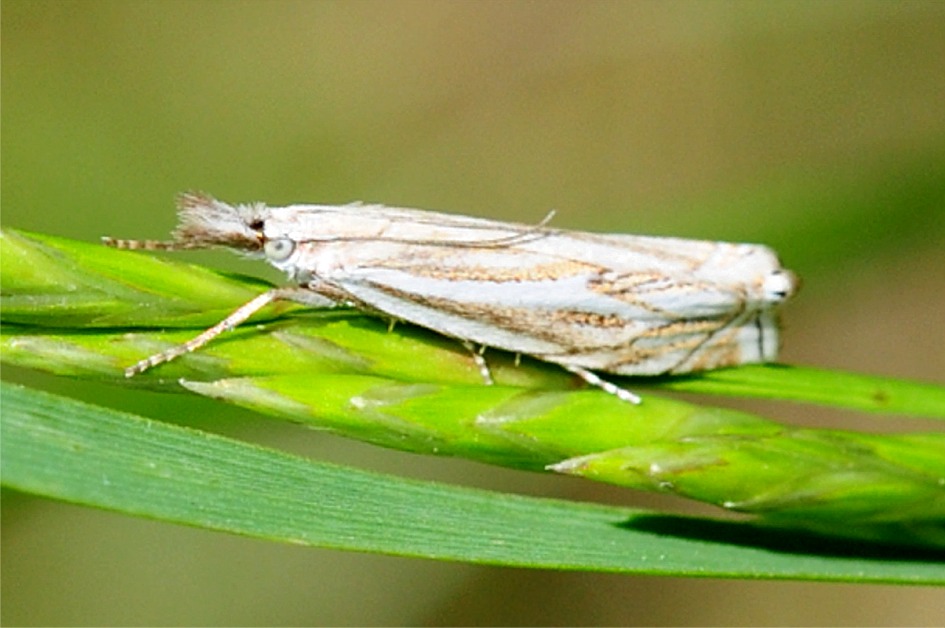 Crambus lathoniellus