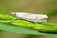 Crambus lathoniellus