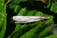 Crambus lathoniellus