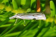 Crambus lathoniellus