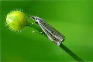 Crambus lathoniellus