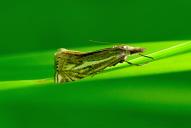 Crambus lathoniellus