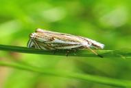 Crambus lathoniellus