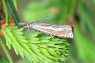 Crambus lathoniellus
