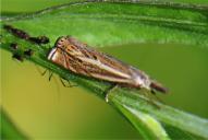 Crambus lathoniellus
