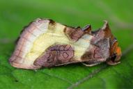 Diachrysia chrysitis Gruppe