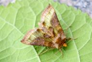 Diachrysia chrysitis Gruppe