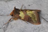 Diachrysia chrysitis Gruppe