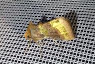 Diachrysia chrysitis Gruppe