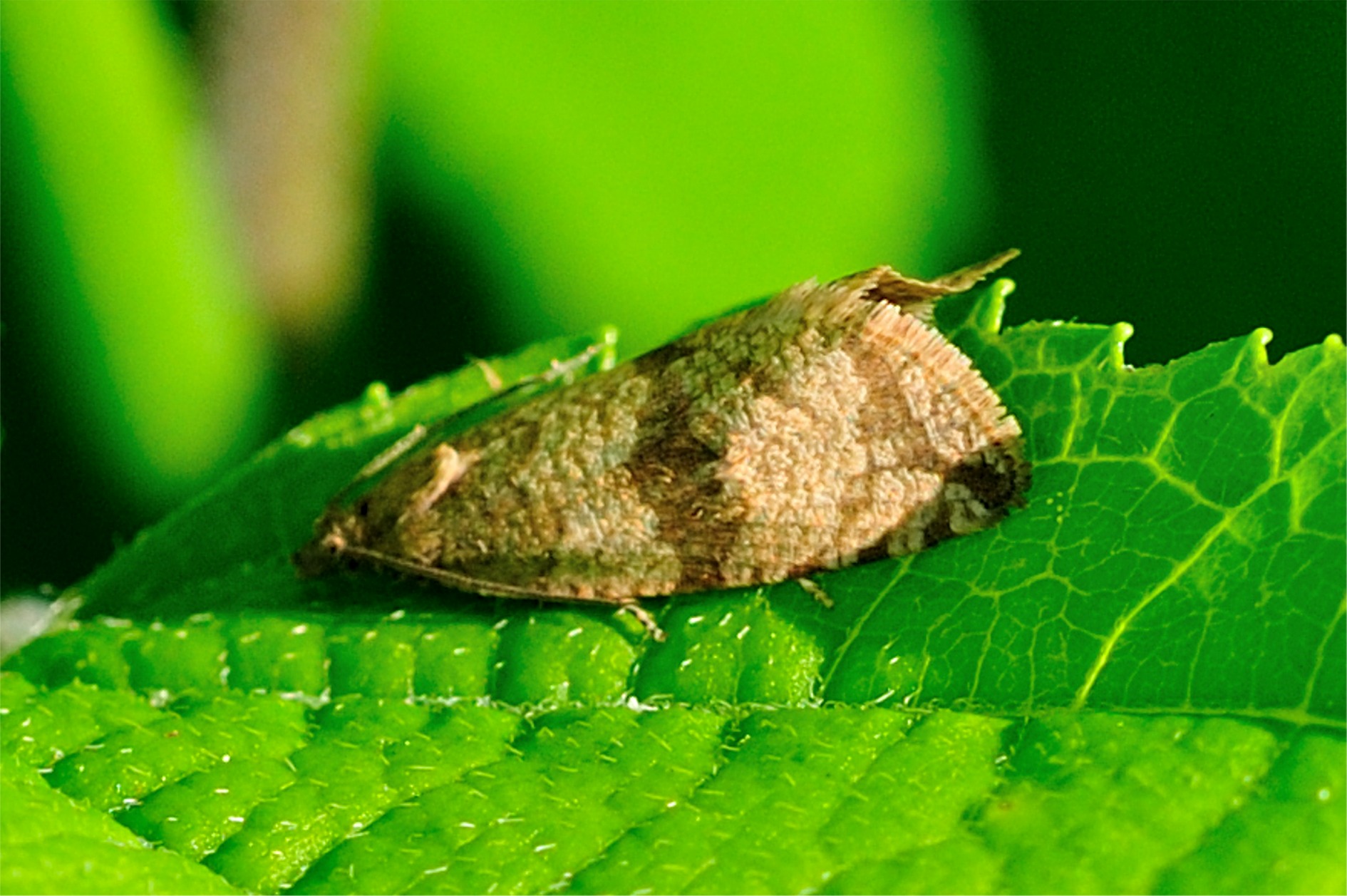 Celypha striana