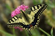 Papilio machaon