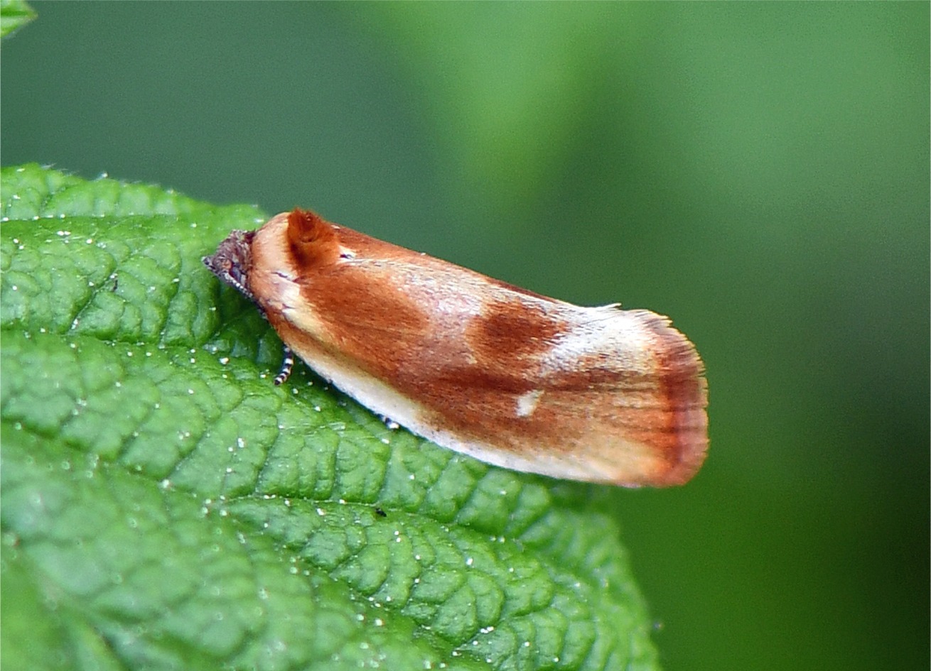 Eulia ministrana