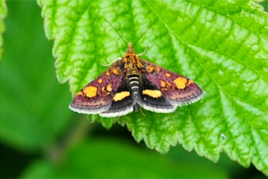 Pyrausta falcatalis