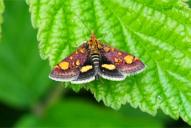 Pyrausta falcatalis