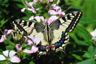 Papilio machaon