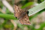 Erynnis tages