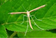 Stenoptilia pterodactyla