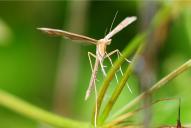 Stenoptilia pterodactyla