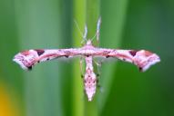 Platyptilia calodactyla | gonodactyla