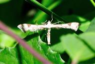 Platyptilia calodactyla | gonodactyla