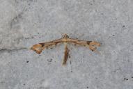 Platyptilia calodactyla | gonodactyla