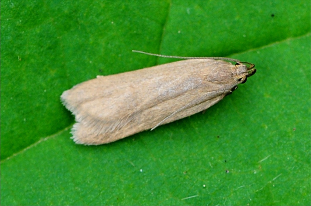 Acompsia cinerella