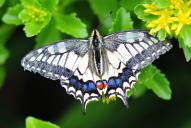 Papilio machaon