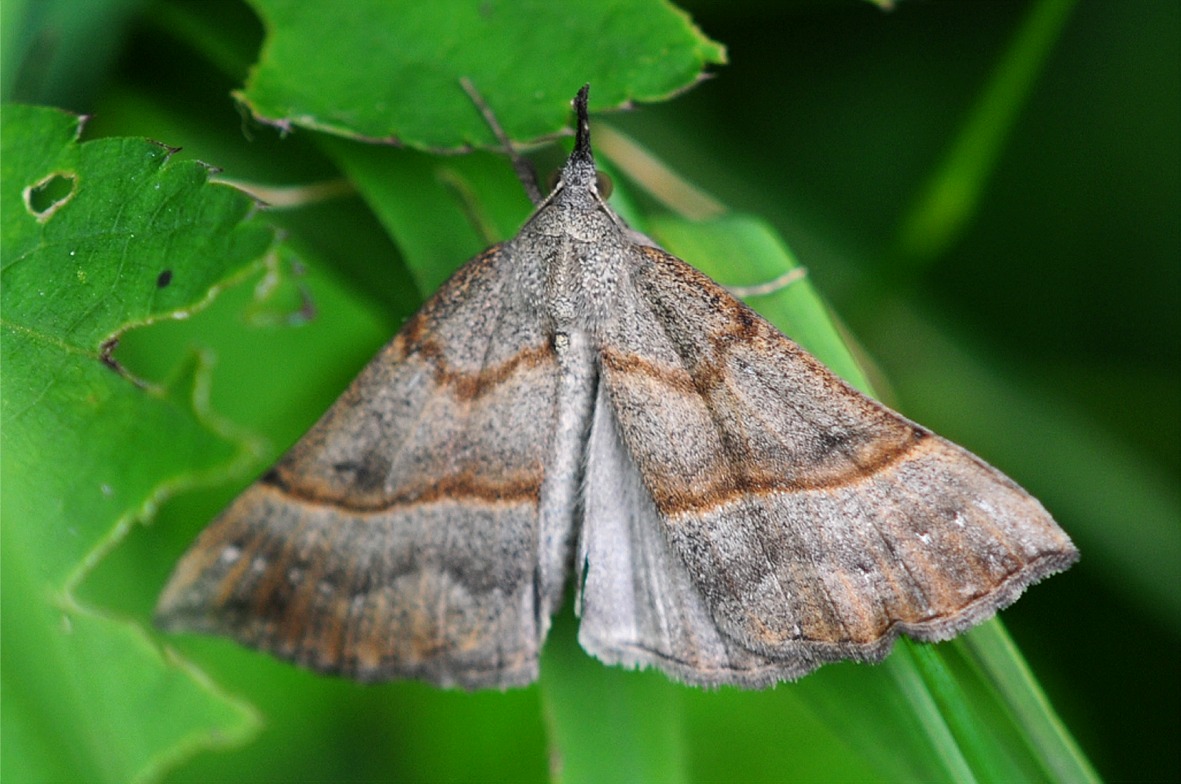 Hypena proboscidalis