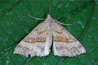 Hypena proboscidalis