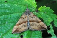 Hypena proboscidalis