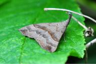 Hypena proboscidalis